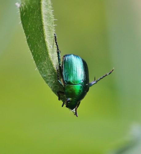 Réf. 287 756 : Anomala sp.